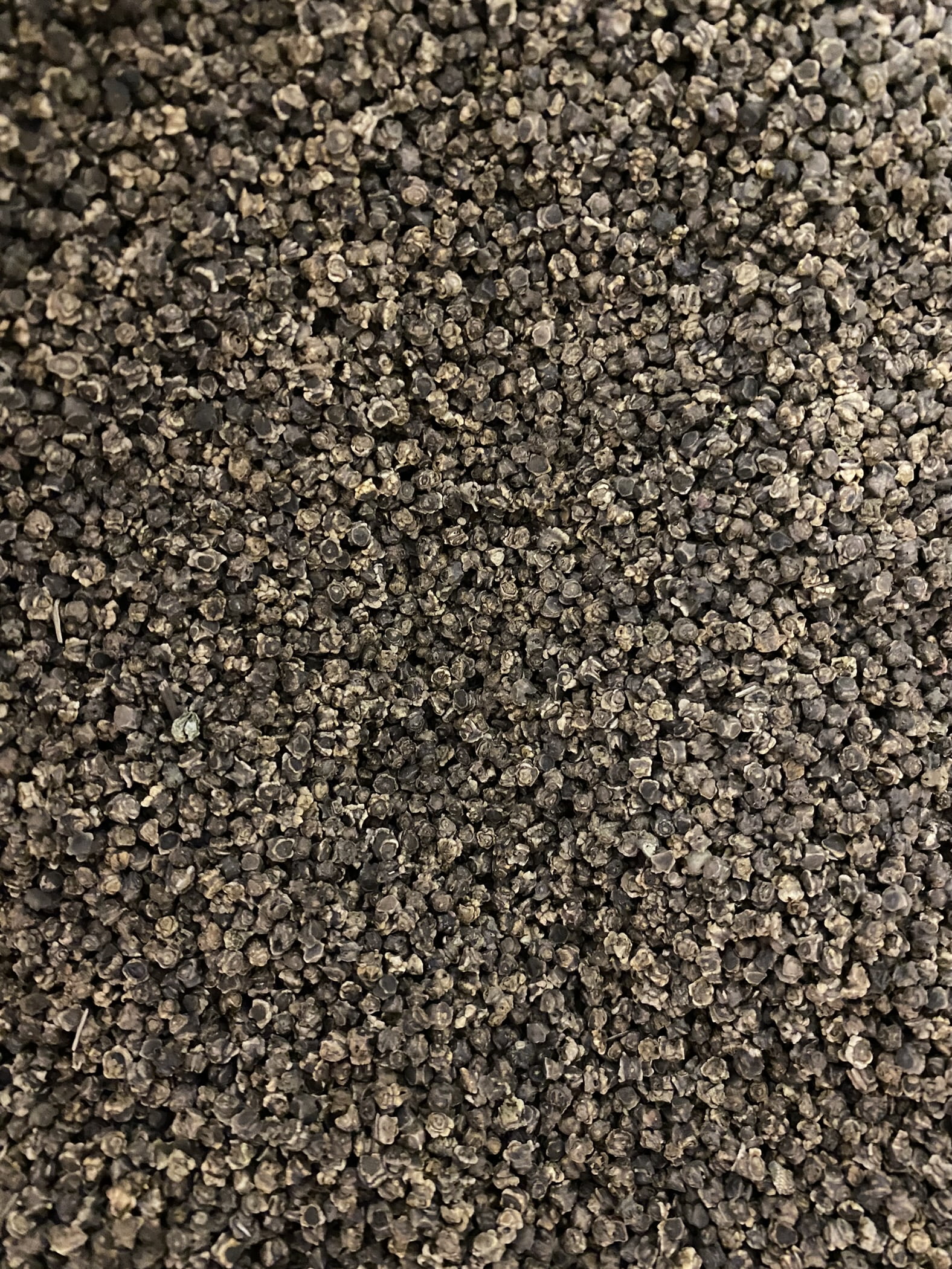 Browning Seed Beet Bull's Blood, Packet