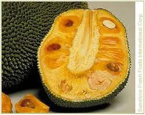 whole jackfruit (one fruit 15-18lbs)