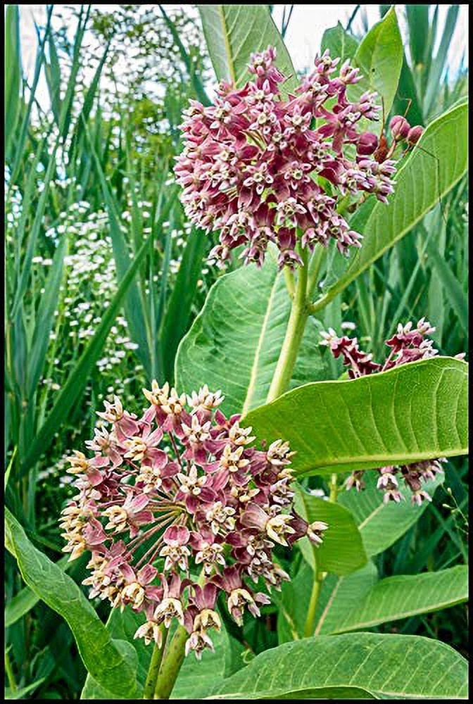 Common Milkweed Native Seeds (Asclepias Syriaca), Pack of 100 Seeds by Seeds2Go