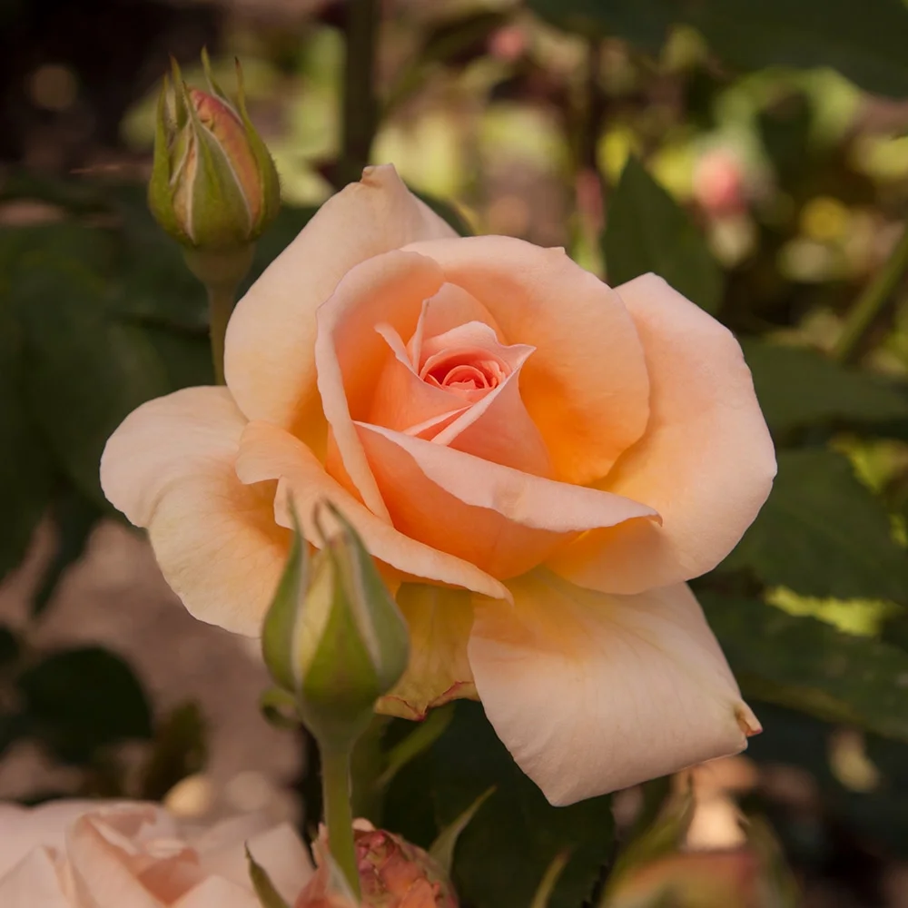 Heirloom Roses - Apricot Nectar Grandiflora Rose Bush - Fragrant Rose Plant