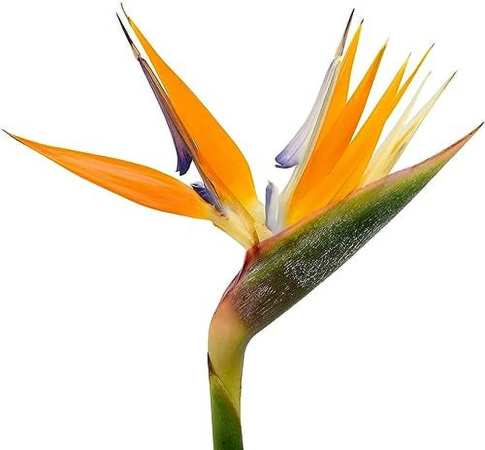 Orange Bird of Paradise - Strelitzia Reginae - Live Plant