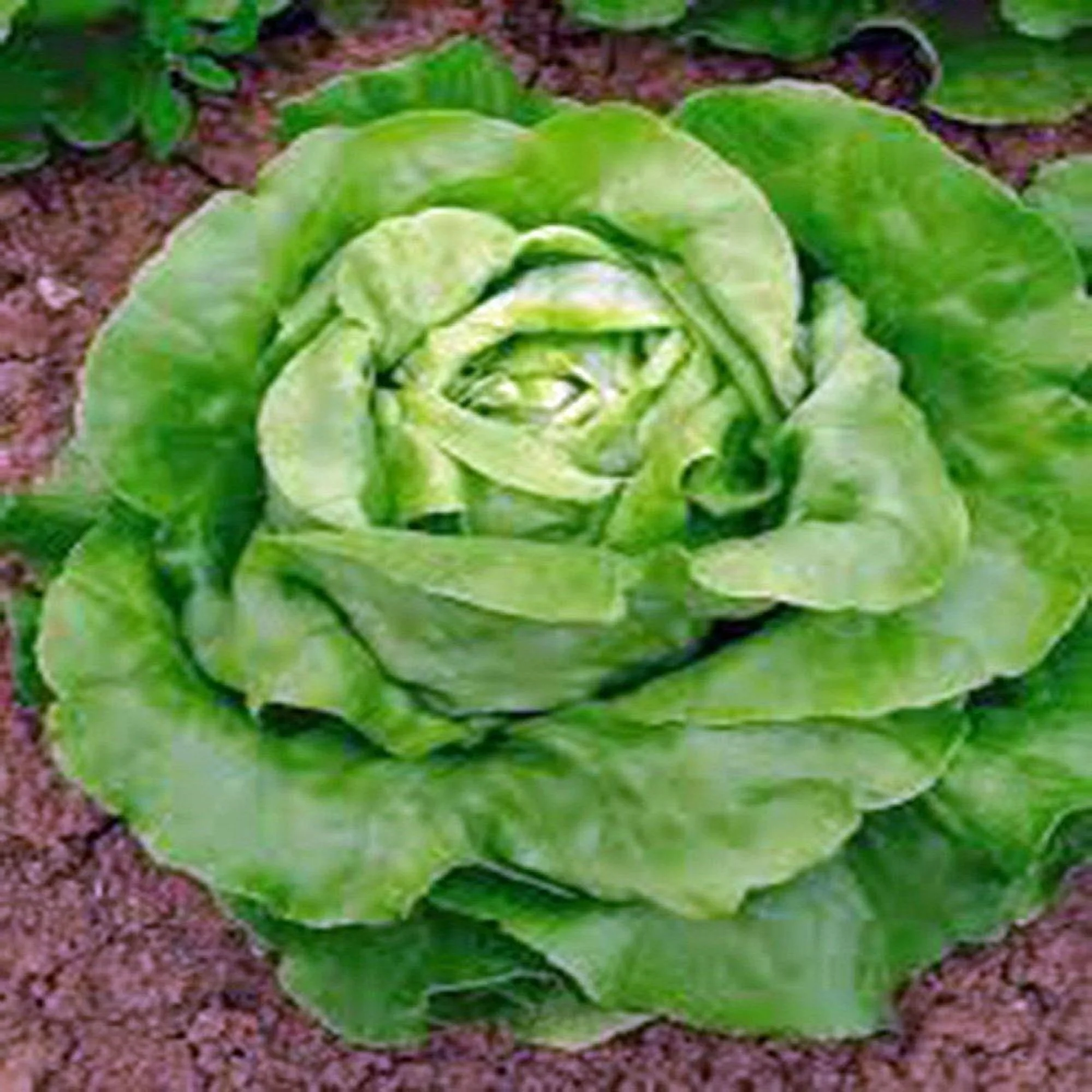 Butterhead Buttercrunch Lettuce Seeds - 100 Seed Pack - Feature Small, loosely Formed Leaf Heads and a notably Smooth Flavor. - Country Creek LLC