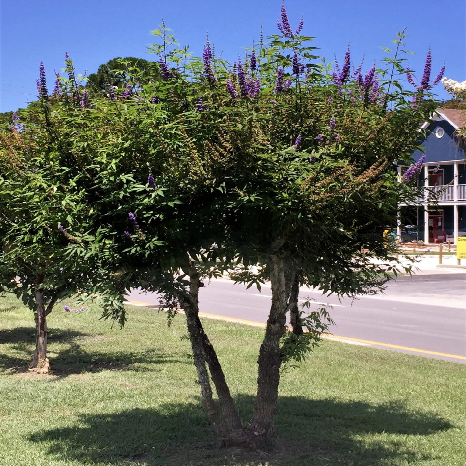 Shoal Creek Vitex (2.5 Gallon) Chaste Tree with Fragrant Lilac-Purple Flower Clusters - Texas