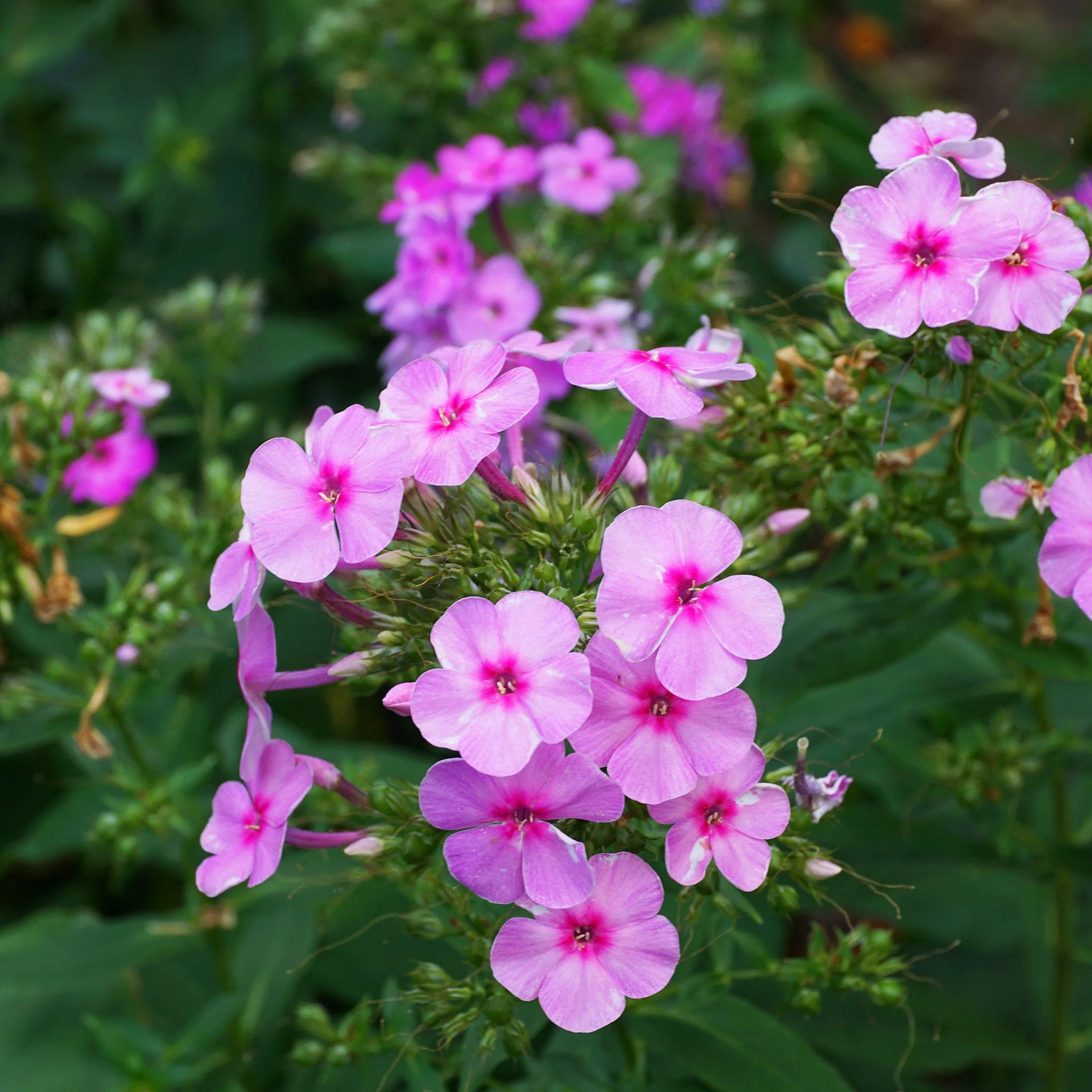 Annual Phlox Seeds - Brilliant - 1 Ounce - Pink/Red Flower Seeds,  Open Pollinated Seed  Attracts Bees, Attracts Butterflies, Attracts Hummingbirds, Attracts Pollinators, Easy to Grow & Maintain