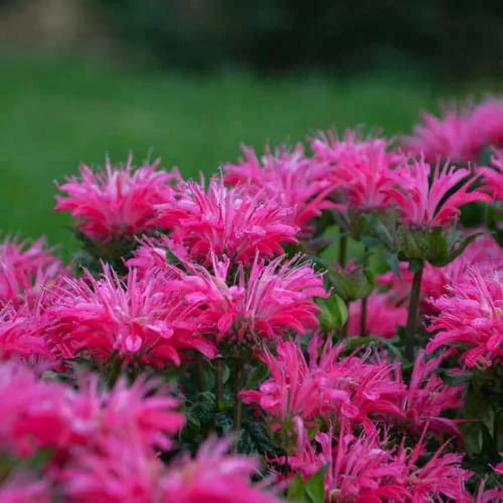 CHUXAY GARDEN Monarda 'Balmy Pink',Pink Bee Balm Seed,Bergamot 100 Seeds Perennial Flowering Plant Attract Butterflies and Hummingbirds Beautiful Potted Plants