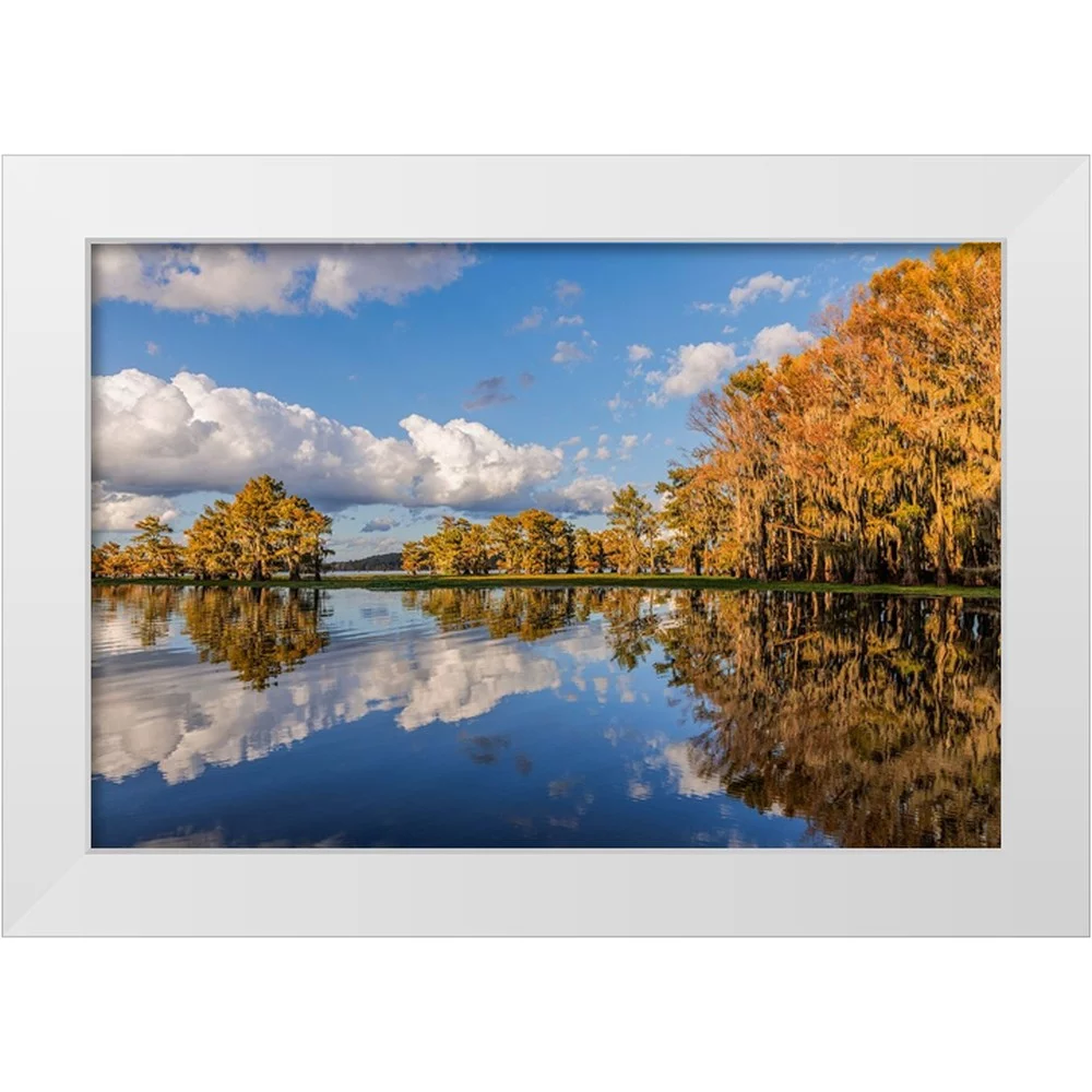 Jones, Adam 14x11 White Modern Wood Framed Museum Art Print Titled - Bald cypress trees in autumn reflected on lake Caddo Lake-Uncertain-Texas