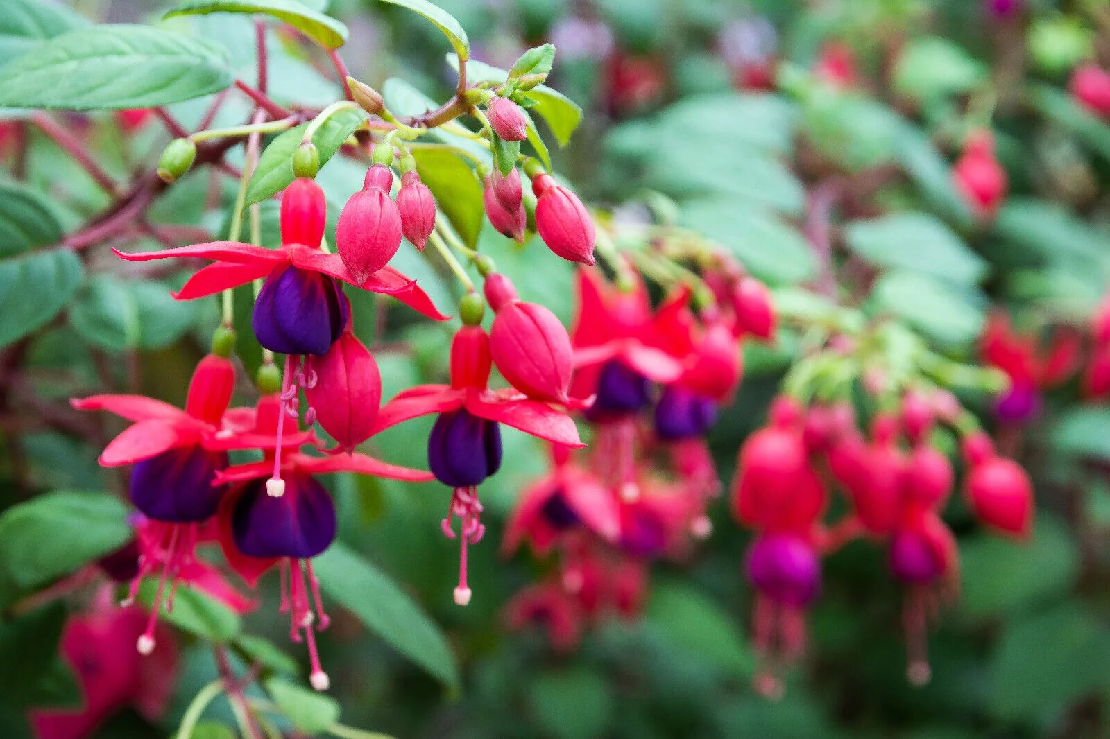20 HARDY FUCHSIA Magellanica Pink Purple Hummingbird Flower Shrub Seeds