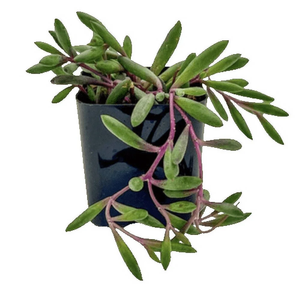 Othonna Capensis are “String of Rubies” and “Ruby Necklace” in 6-inch Basket