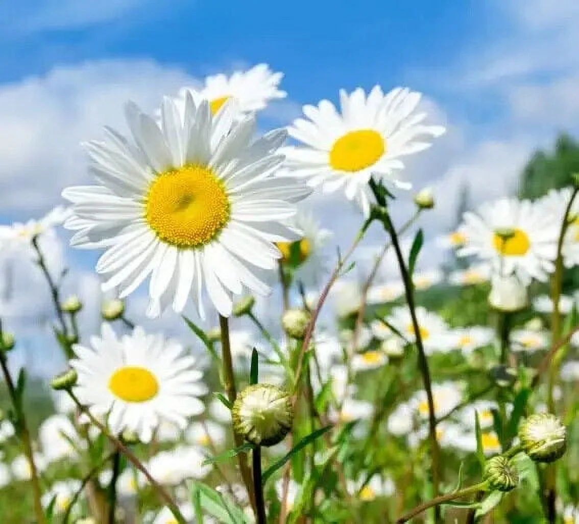 1,000 White Daisy Seeds for Planting Shasta Daisy Easy to Grow Perennial Flowers