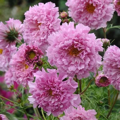 Cosmos Double Click Rose Bonbon Seeds - UNTREATED - 250 Seeds