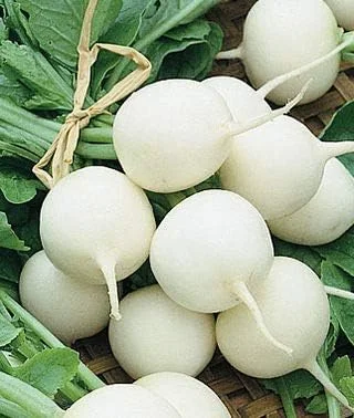 Hailstone Radish Seeds, 250+ Heirloom Seeds, Fantastic Addition to Your Home Garden! Pure White, Firm and Crisp! Non GMO, 90% Germination Rates, Seeds