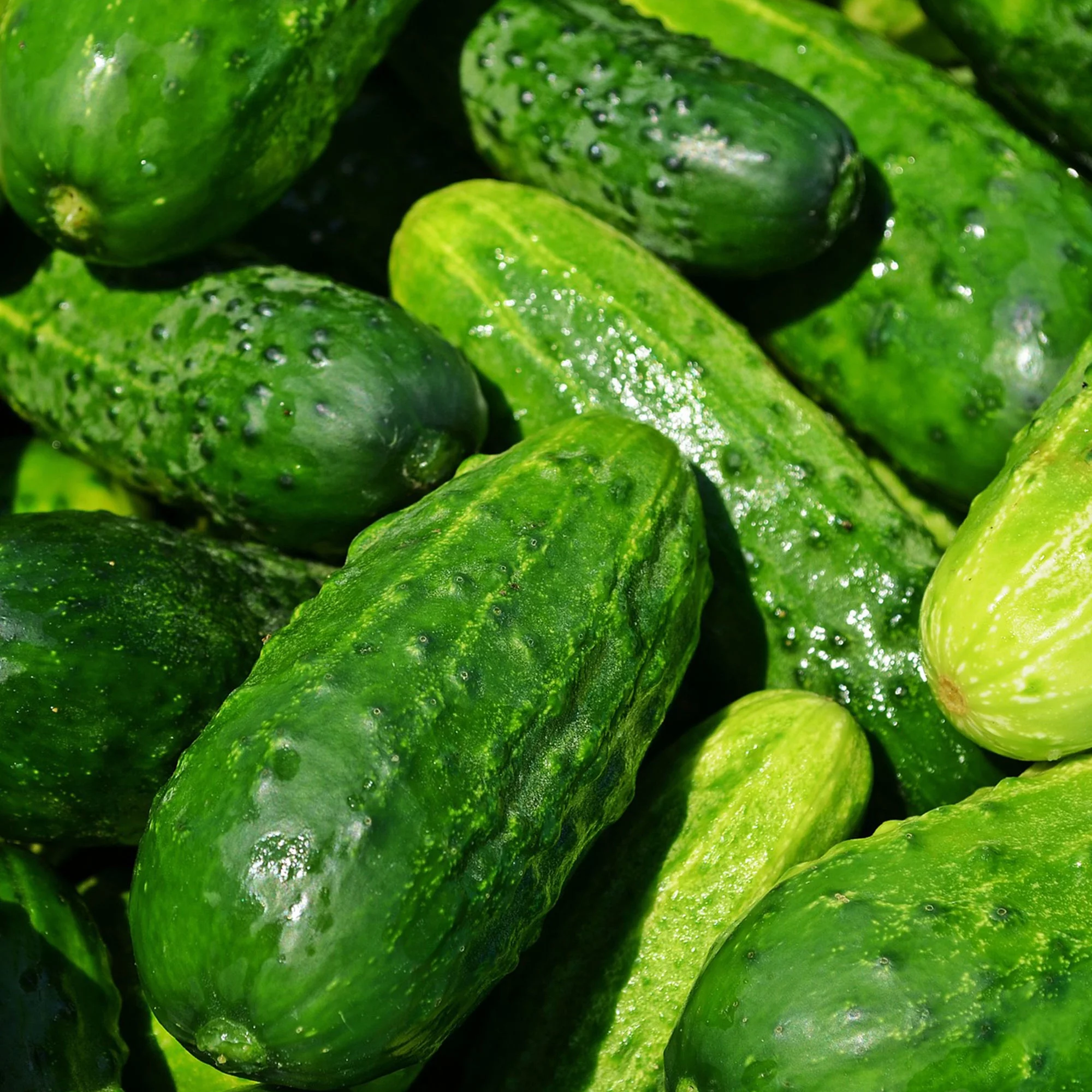 Cucumber Seeds - Sumter - 3 g Packet ~100 Seeds - Cucumis sativus - Farm & Garden Vegetable Seeds - Non-GMO, Heirloom, Open Pollinated, Annual