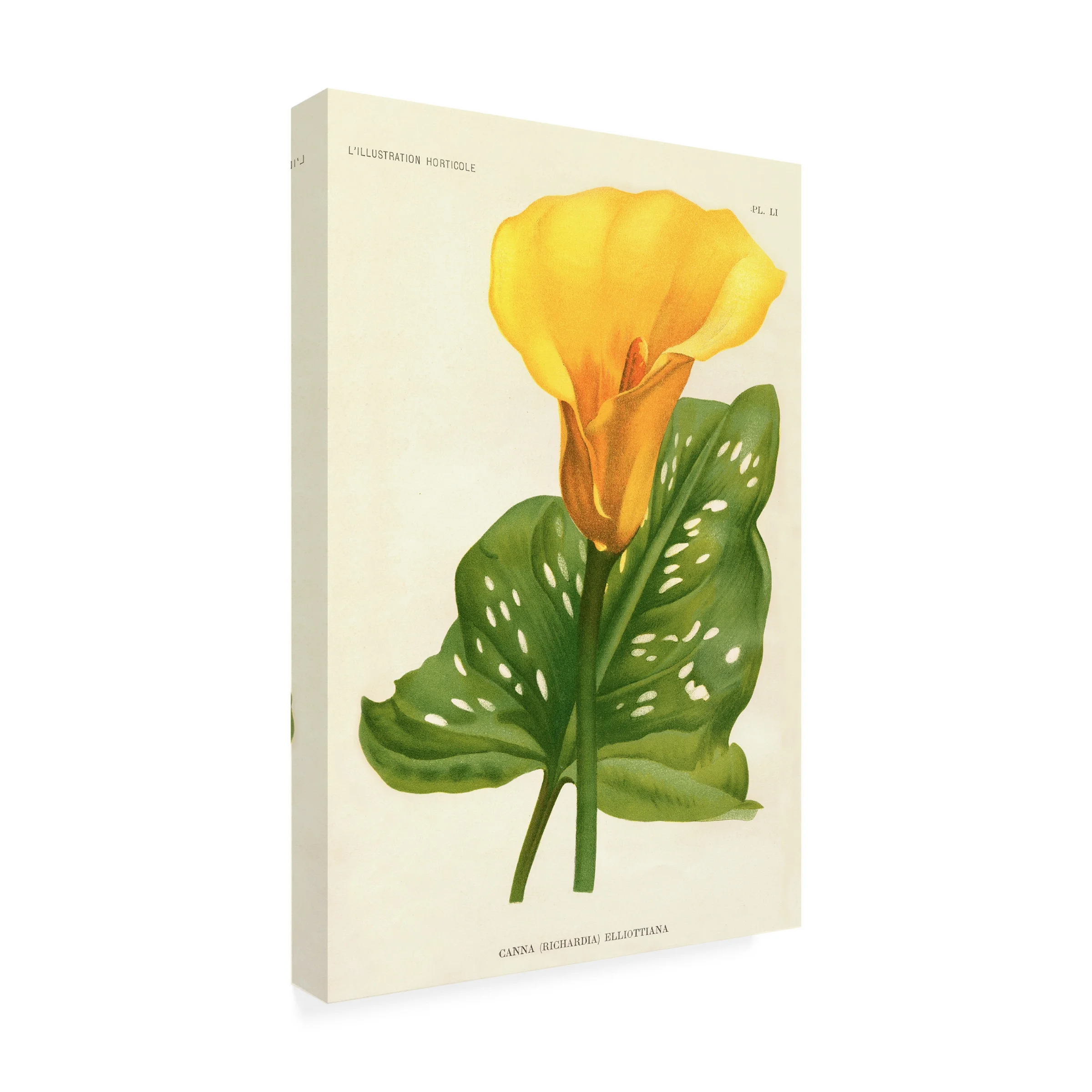 Print Collection 'Yellow Canna Lily' Canvas Art