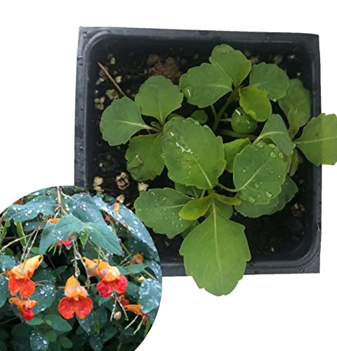 Jewelweed Plant (Impatiens capensis) 2.5 inch Pot