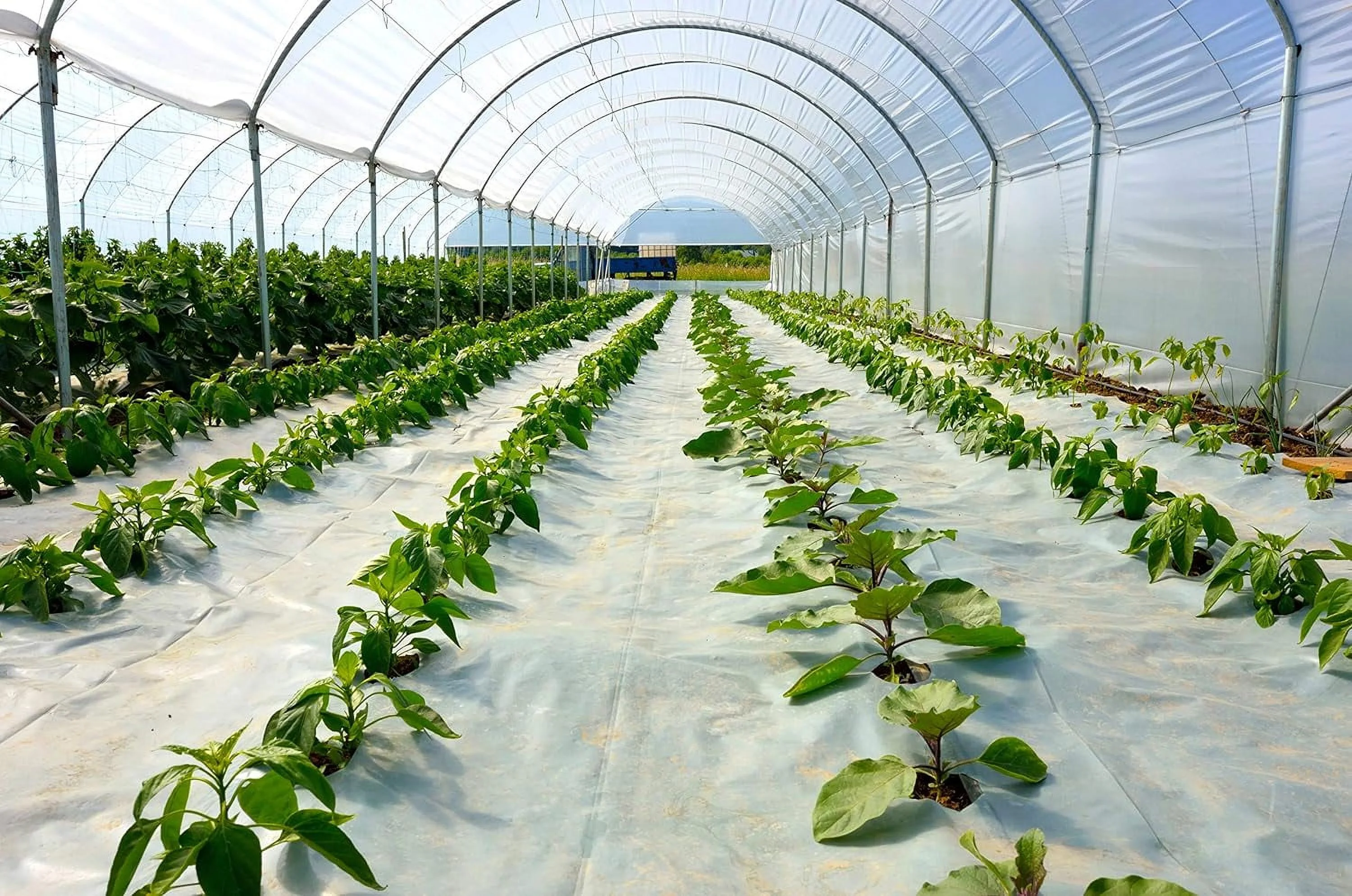 Suncover Greenhouse Plastic Film Clear Polyethylene 6 Mil 4 Year UV Resistant Cover (20 Ft Wide X 30 Ft Long)