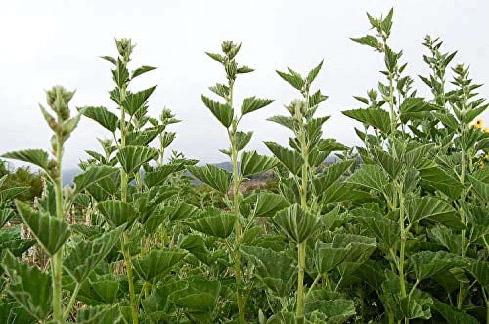 Plant Good Seed Marshmallow Seeds, Althaea Officinalis Perennial Plant Seeds, Envelope of 50 Seeds