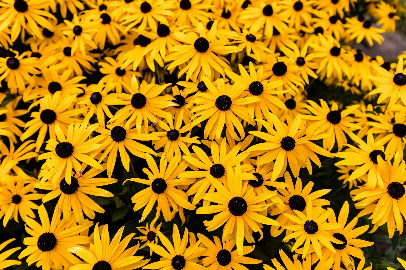 2000 BLACK EYED SUSAN Rudbeckia Hirta Yellow Flower Seeds *Comb S/H