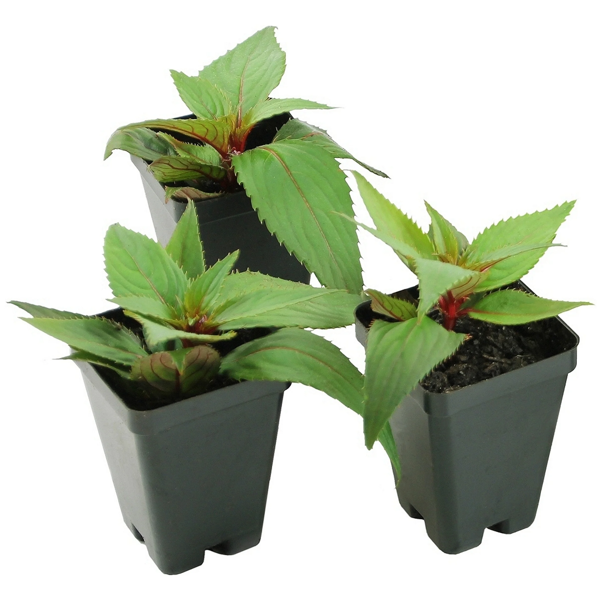2.5 in. Impatiens Compact Lilac SunPatiens (3-Pack)