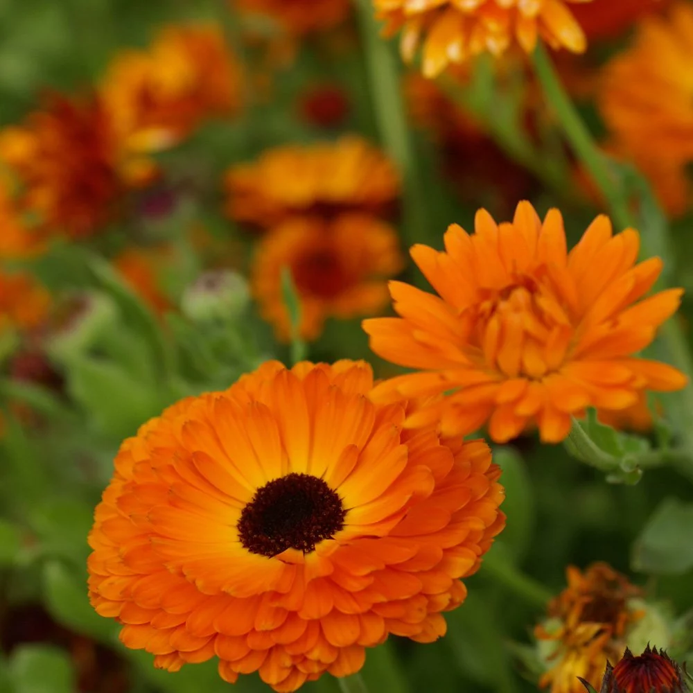 Pot Marigold Seeds Drought Resistant Calendula Officinalis Geisha Girl Flower Seed - 2000 Seeds