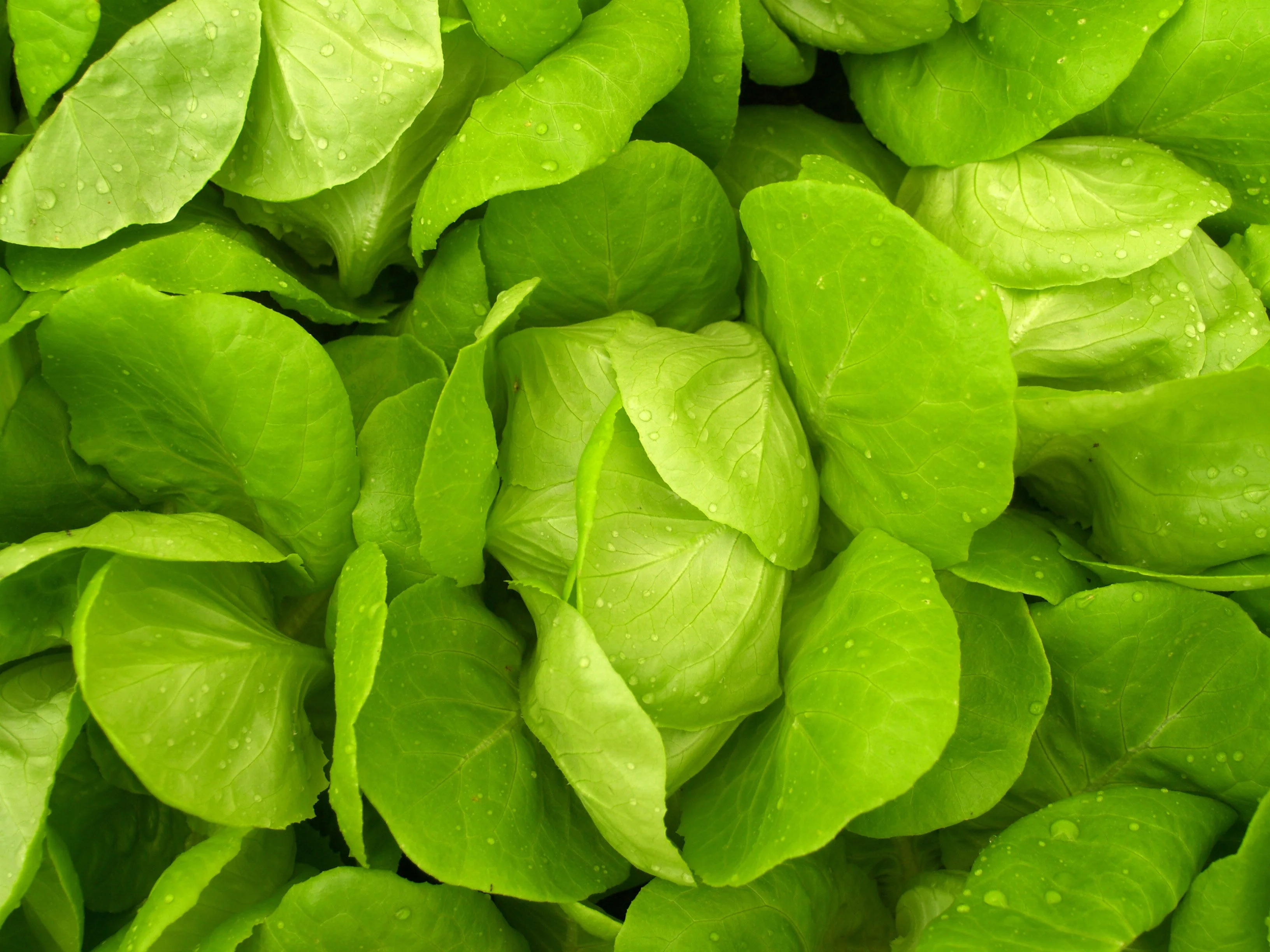 Vegetable Seeds- Little Gem Lettuce- 500 Seeds--Old English Heirloom -Tasty Sweet 4