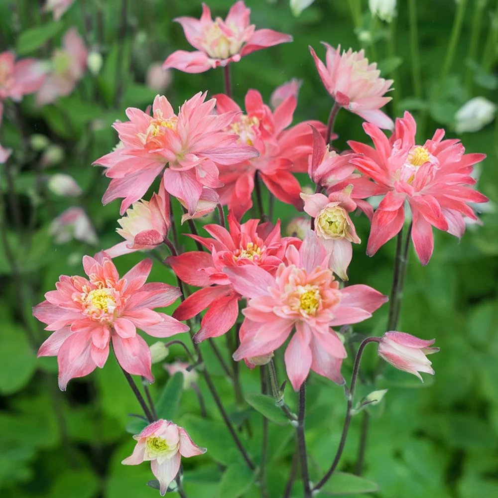 Aquilegia Columbine Salmon Rose Garden Flower Plant Seeds - 20 Seeds
