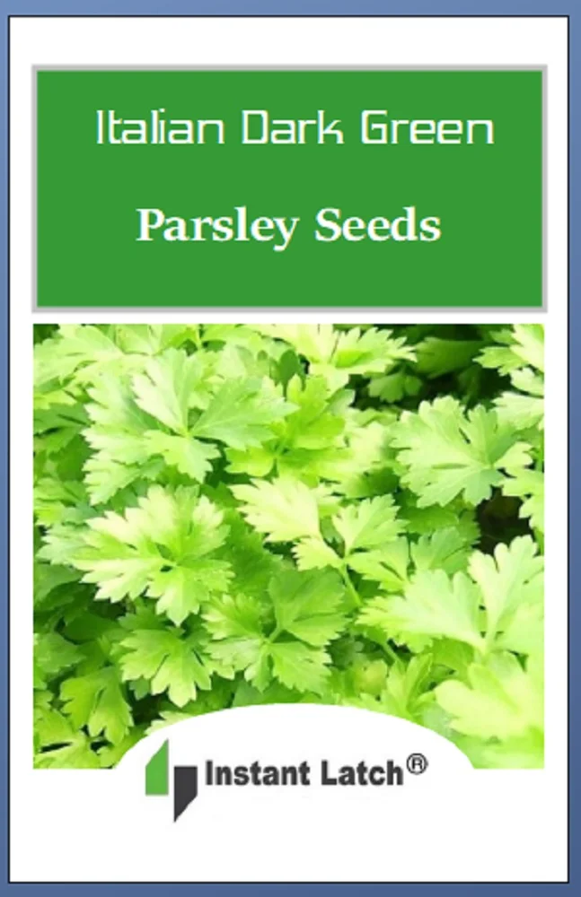 500 Italian Parsley Dark Green Flat Leaf | NON-GMO | Fresh Heirloom Garden Seeds