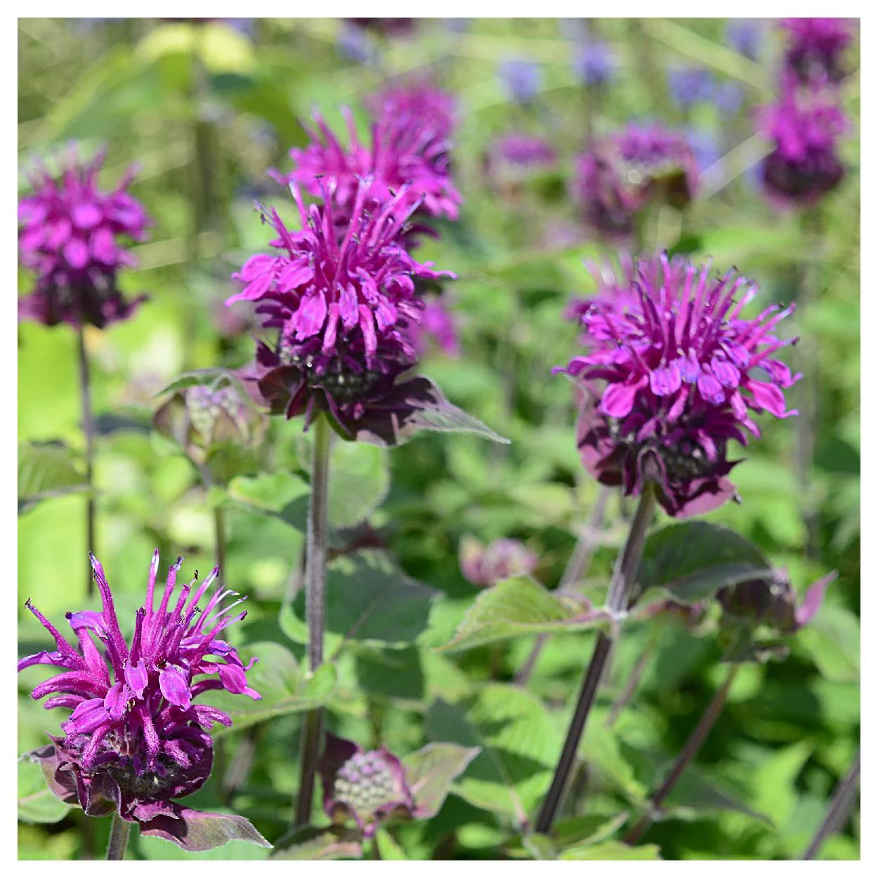 Everwilde Farms - 1750 Purple Bergamot Native Wildflower Seeds - Gold Vault Jumbo Bulk Seed Packet