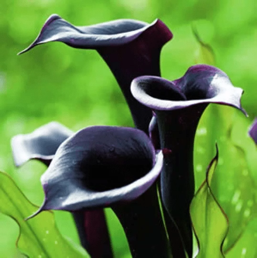 5 Black Star Calla Lily Bulbs