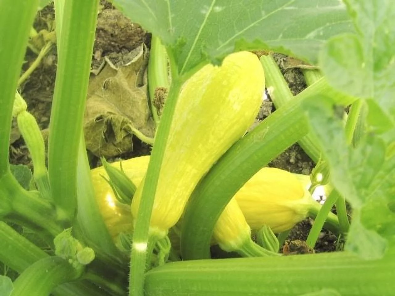 Squash Early Prolific Straightneck Garden Heirloom Vegetable BULK 1,000 Seeds
