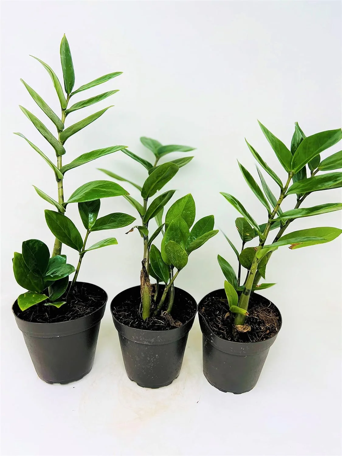 ZZ 'Zamioculcas zamiifolia' -3 Pack- Fortune Plant | Wealth | Good Luck Plants