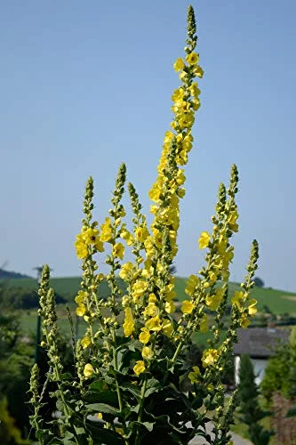 Great Mullein Verbascum thapsus 150 Seeds Heirloom- Non GMO - Open Pollinated