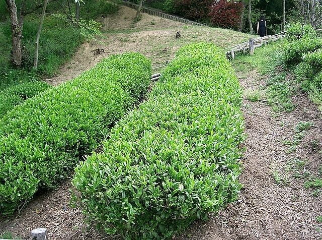 5 TEA PLANT Black & Green Drinking Tea Camellia Sinensis Tree Shrub Flower Seeds