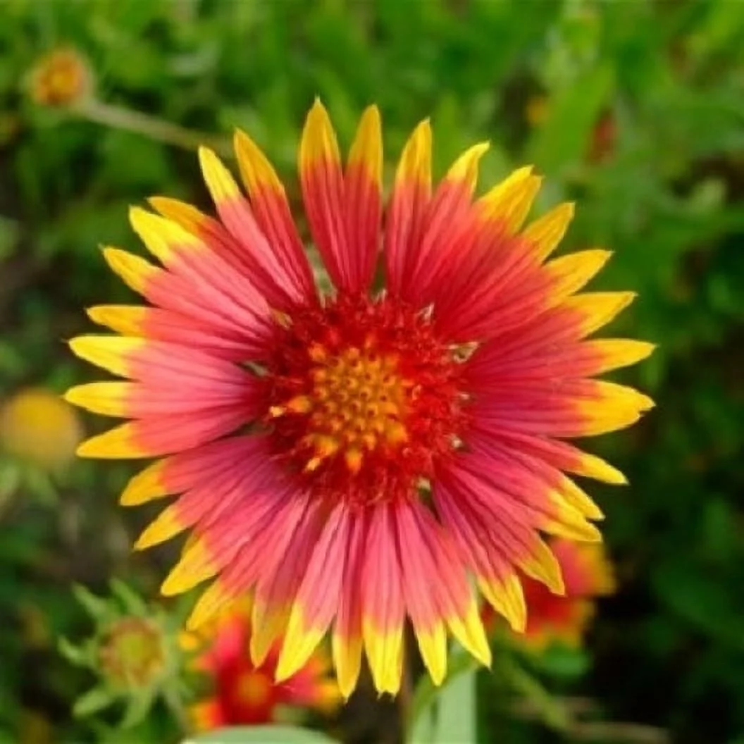 Indian Blanket Seeds - 1 Pound - Yellow/Orange Flower Seeds,  Heirloom Seed  Attracts Bees, Attracts Butterflies, Attracts Hummingbirds, Attracts Pollinators, Easy to Grow & Maintain, Container Garden