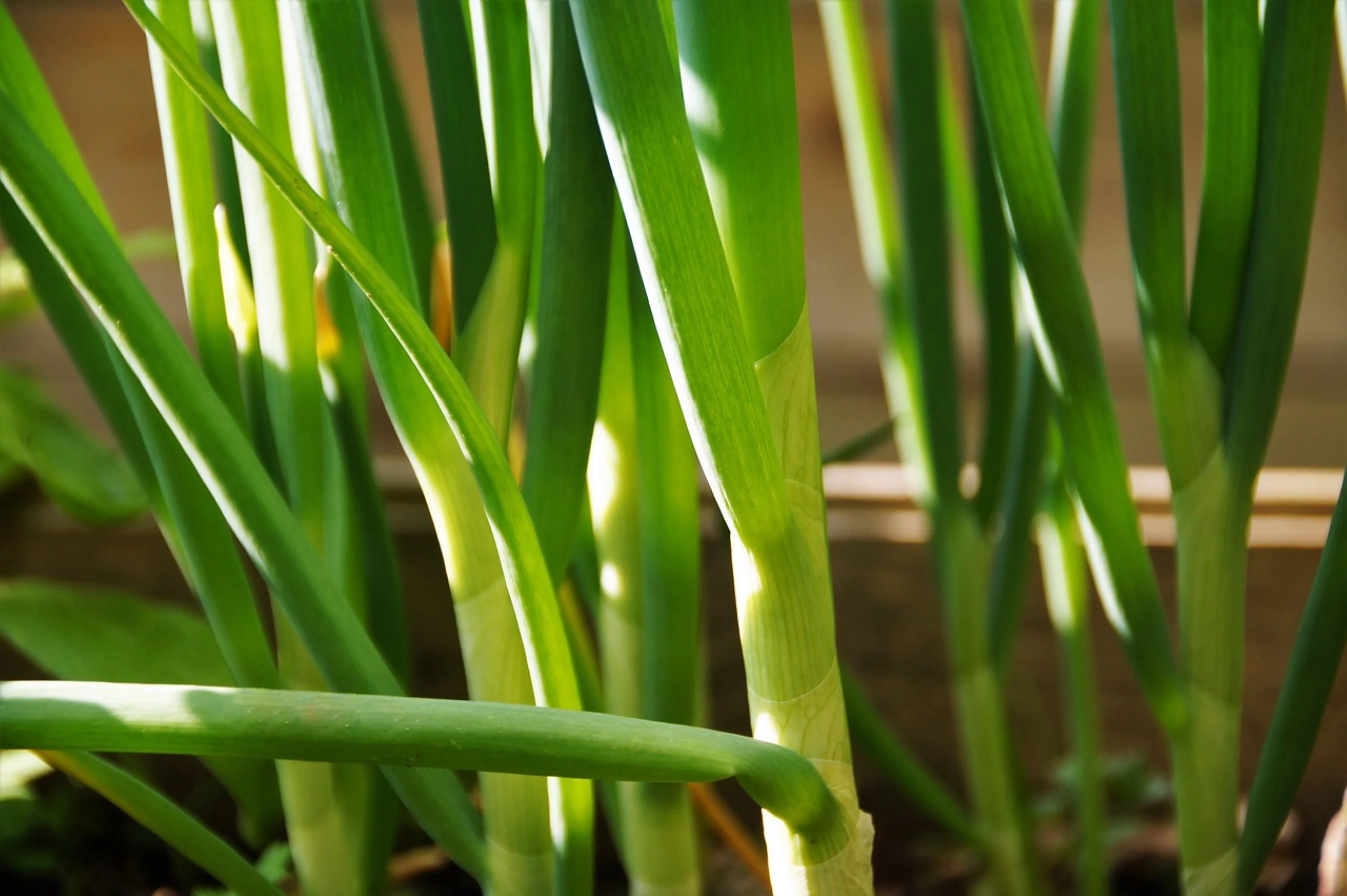 Evergreen White Bunching Scallion/Perennial/Full Sun/7K Seeds 1 oz/ Zellajake Farm and Garden - B176