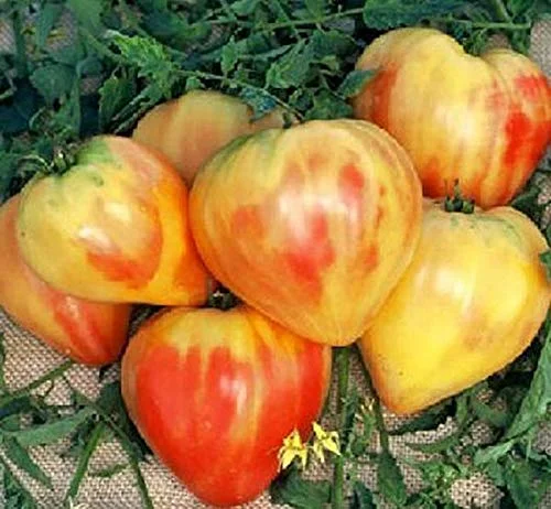 Orange Russian Tomato Seed