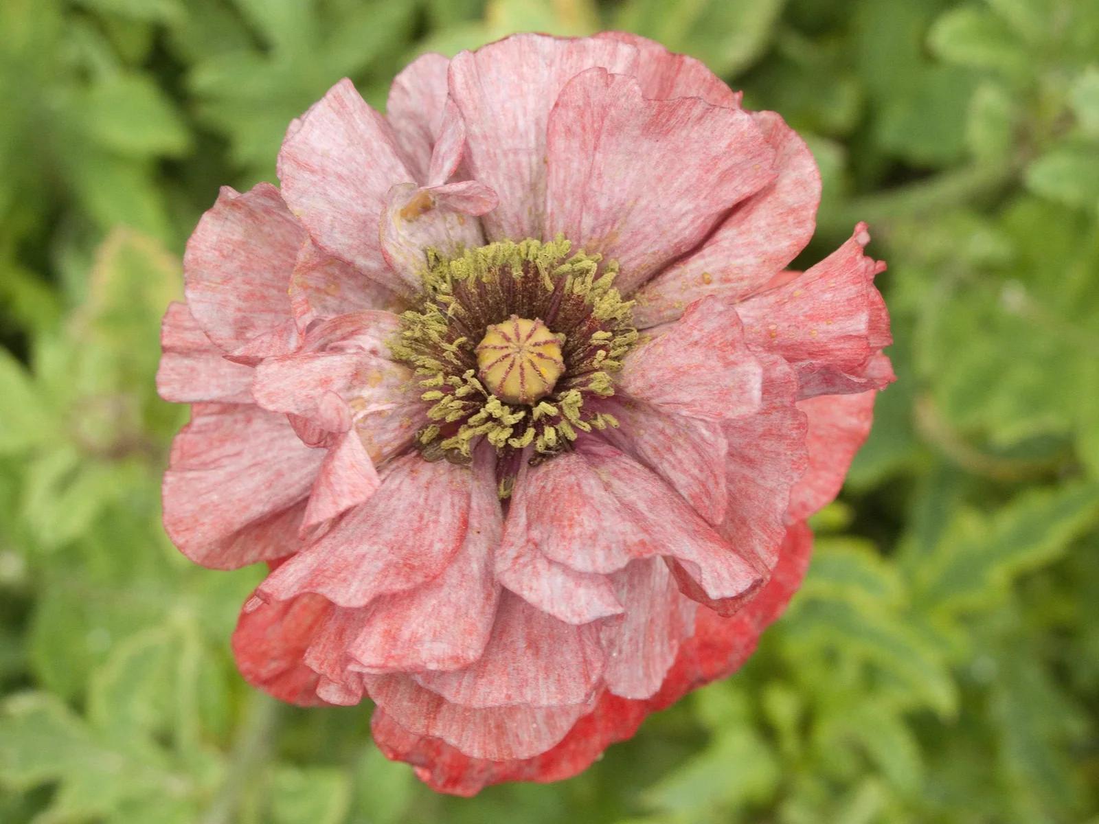 1000 Mixed Col DOUBLE SHIRLEY POPPY Papaver Rhoeas Flower Seeds