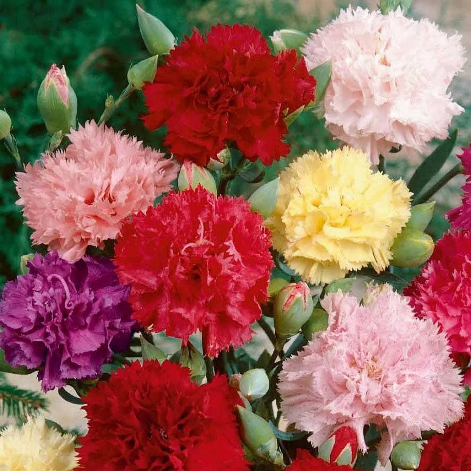 Carnation Seeds - Chabaud Mix - 1 Ounce - Red/White/Pink Flower Seeds,  Heirloom Seed  Attracts Bees, Attracts Butterflies, Attracts Pollinators, Edible, Fragrant, Container Garden