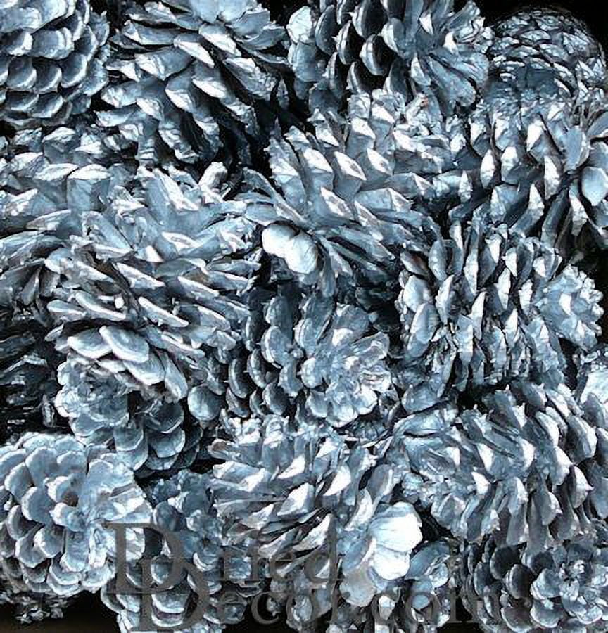 1 Box, Silver Painted Ponderosa Pine Cones for Christmas Holiday, Craft, Wreath, or Art Project