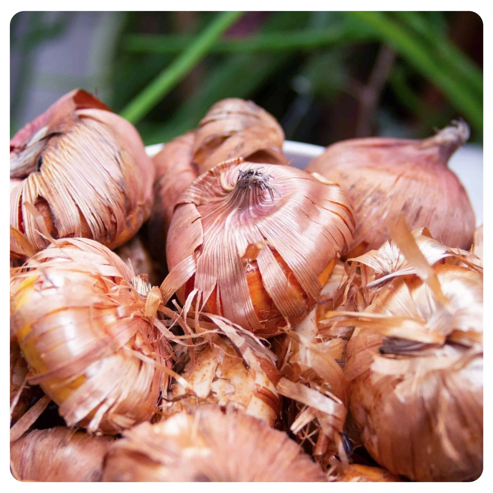 Gladiolus bulbs  ，colorful bulbs , beautiful flower bulbs , exotic, floral decoration