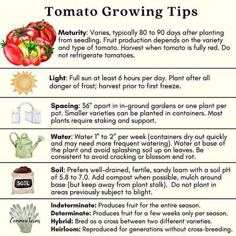 Clovers Yellow Pear Tomato Plants – Two (2) Live Plants – Non-GMO - Not Seeds - Each 4
