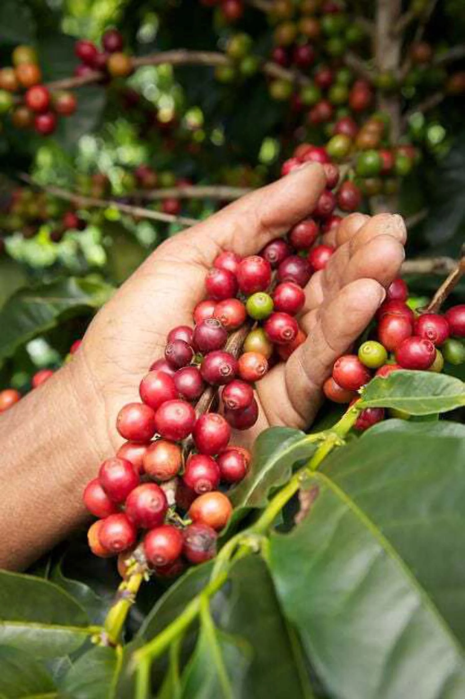 15 ARABICA COFFEE Tree Shrub Seeds - Grow your own coffee!