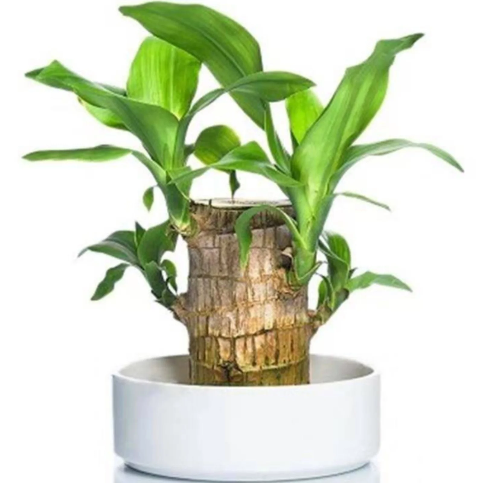 Brazilian Wood,Brazilian Lucky Wood Plant Pot,Brazilian Wood Plant,Large Brazilian Wood Plant,Home Decoration,Brazilian Wood For Sale(Brazilian Wood/Doll And Tray/Potted Plant)