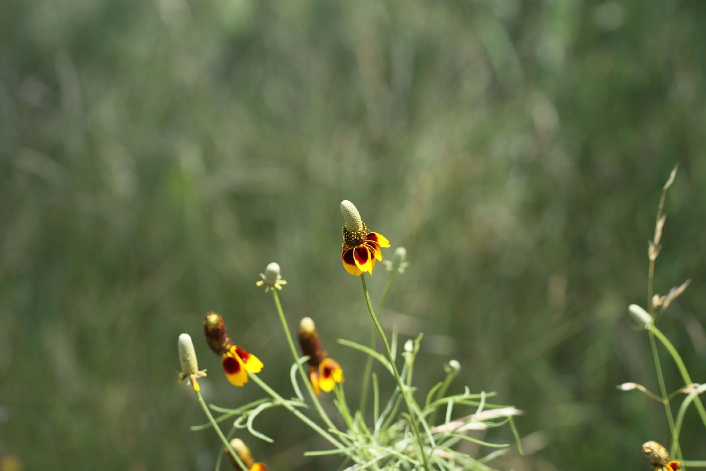 Mexican Hat Wildflower Seeds/Perennial/Full Sun/2000 Seeds 2 Grams/ Zellajake Farm and Garden - B284
