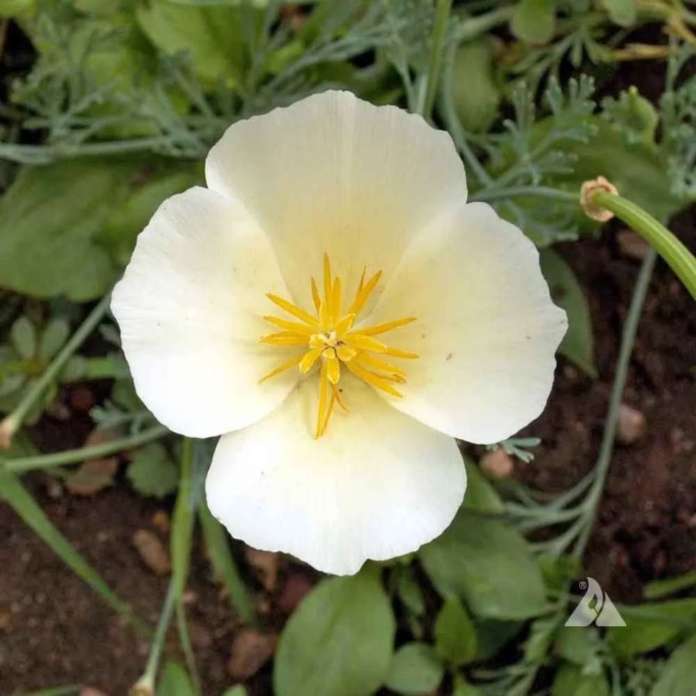 Outsidepride California Poppy White Linen - 1/4 LB
