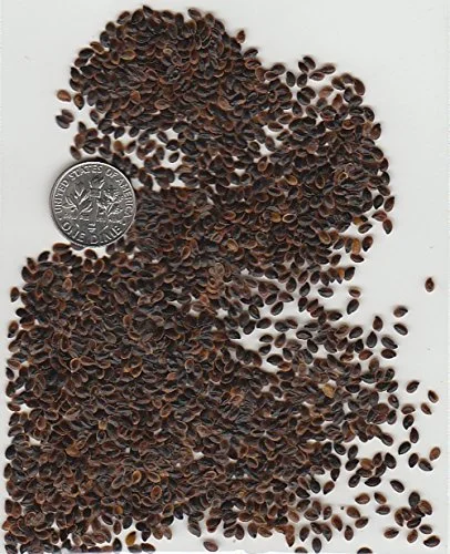 Blue Flax 1500 Seeds (Linum perenne) Non GMO, Heirloom