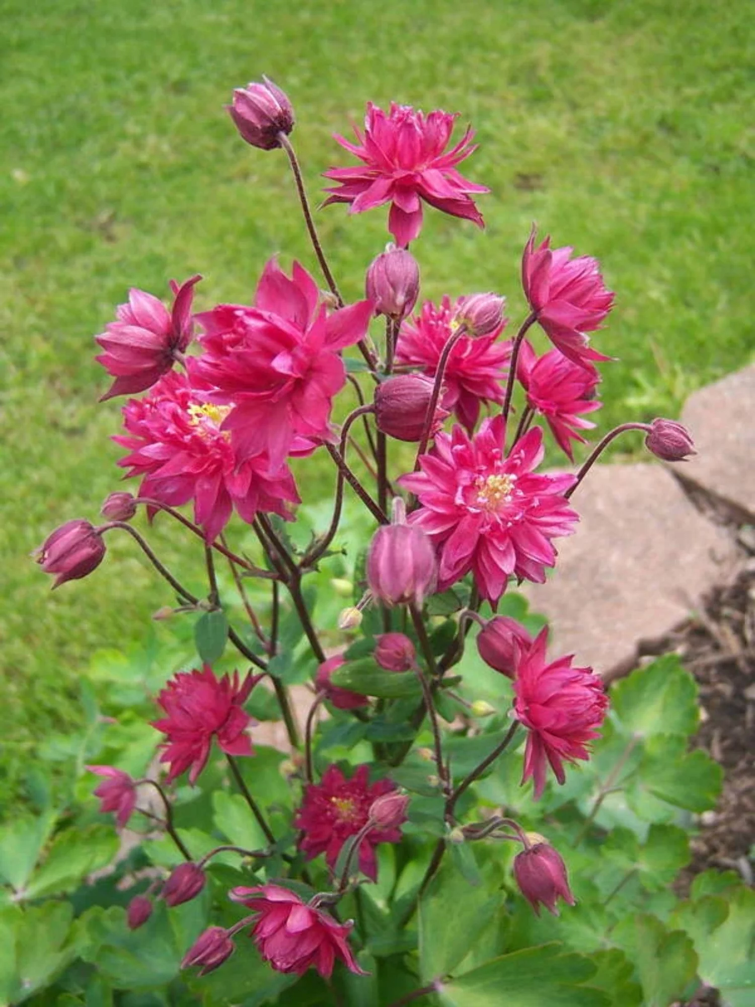 50 Clementine RED DOUBLE COLUMBINE Aquilegia Vulgaris Flower Seeds