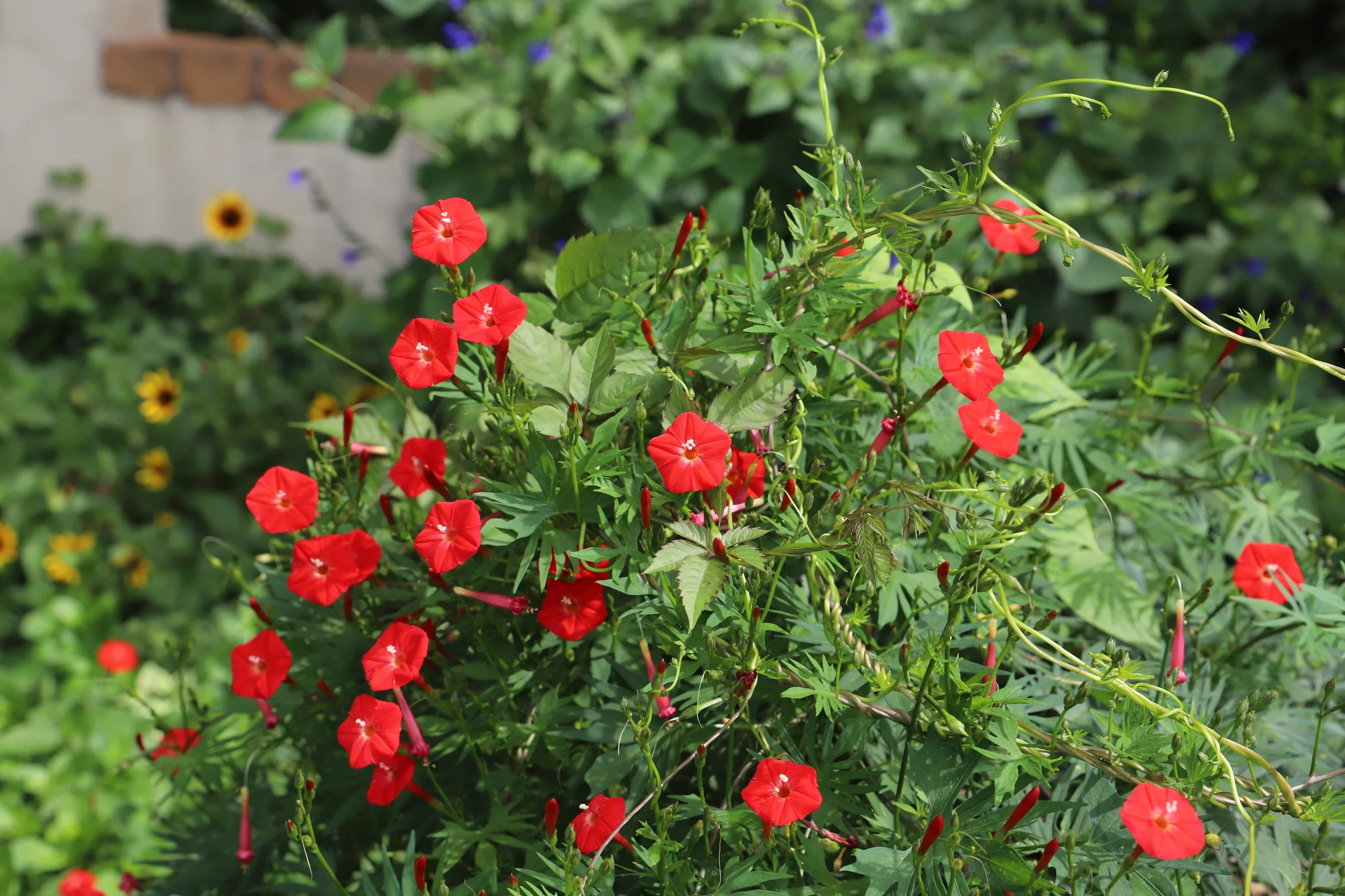 Earthcare Seeds - Cardinal Climber 35 Seeds (Ipomea Quamoclit X Sloteri) Heirloom - Open Pollinated