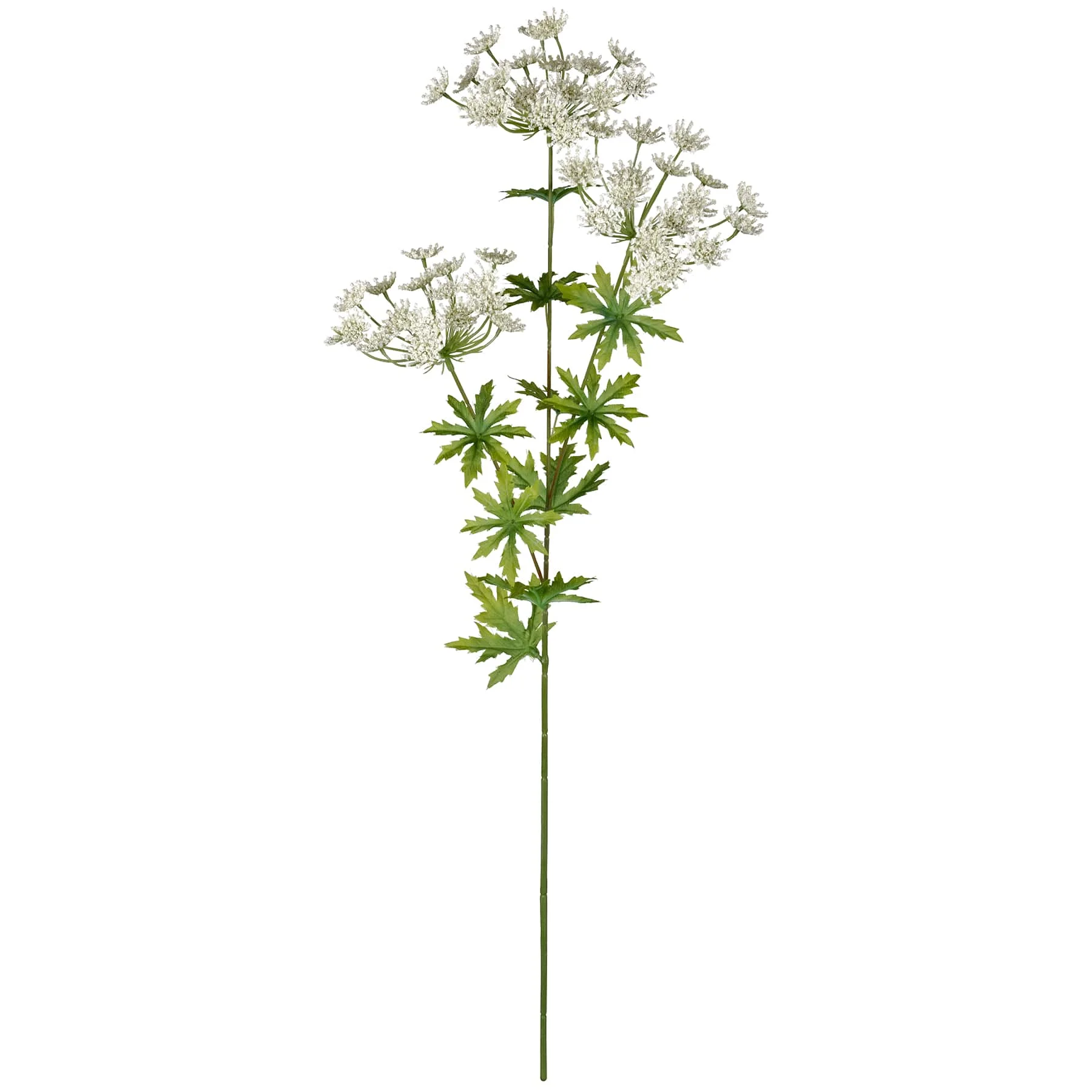 12 Pack: White Queen Anne's Lace Spray by Ashland®