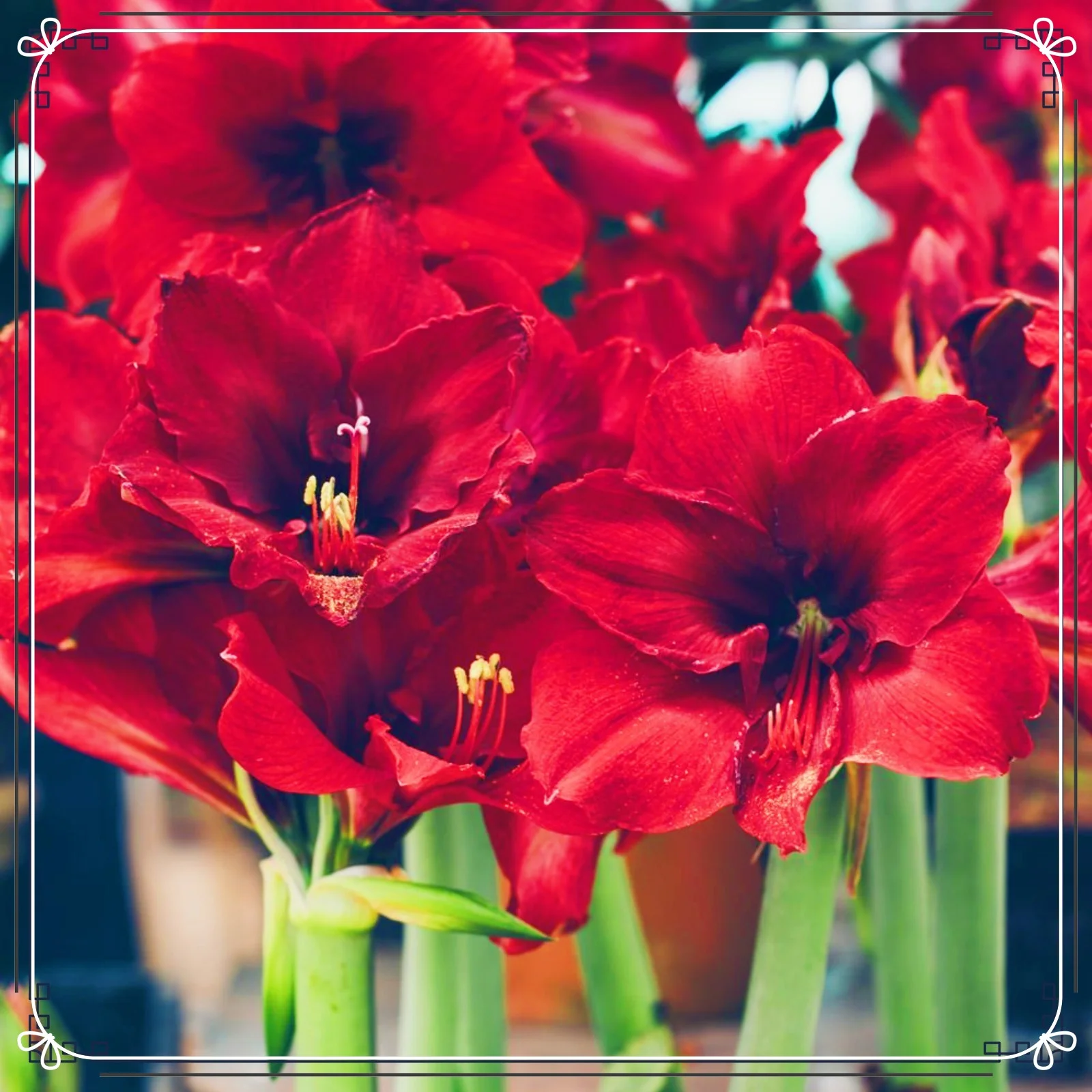 Amaryllis Bulbs Bulk  Amaryllis Plant Bulbs For Sale Amaryllis Bulbs For Planting Amaryllis Bulbs For Sale Simple Planting