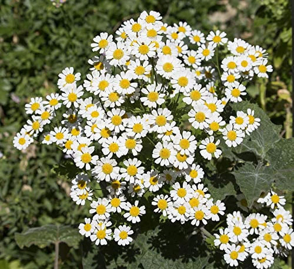 Pyrethrum Daisy 50 Seeds (Chrysanthemum - Tanacetum cinerariifolium) Heirloom - Open Pollinated - Non-GMO - Untreated Seed
